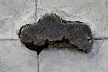 old tree stump in cement