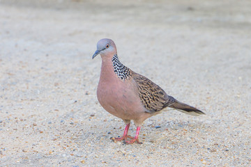 Spotted dove walking on concrete street