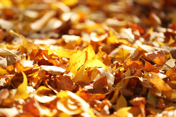 Beautiful autumn leaves