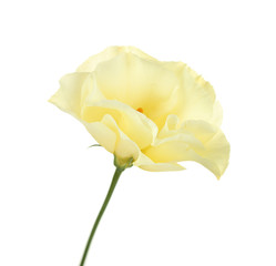 Obraz premium Beautiful eustoma flower isolated on white