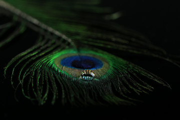Beautiful feather with water drop close-up