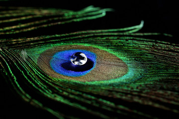 Beautiful feather with water drop close-up