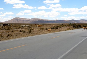 llama crossing a road in a peruvian