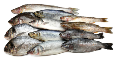Obraz premium Fresh catch of fish isolated on white