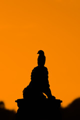 Silhuette bird at sunset
