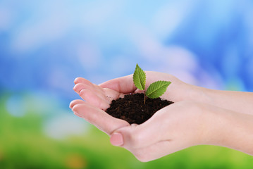 Plant in hands on light blue background