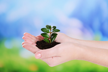 Plant in hands on light blue background