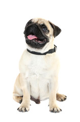 Funny, cute and playful pug dog isolated on white