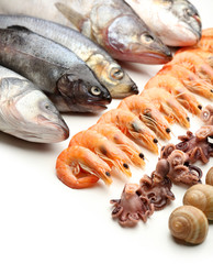 Fresh catch of fish and other seafood close-up