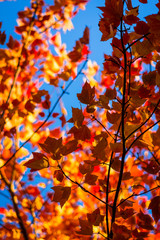 Colorful Autumn Leaves. Seasonal Natural Beauty Background with Copy Space.