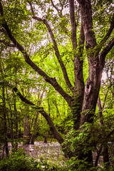 Green Forest Vertical Background. Beautiful natural environment. Elegant mature basswood tree.