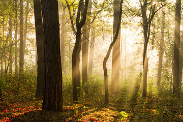 Fototapeta premium Trees silhouettes in counter light with sun rays through the fog