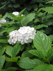 可憐な白い紫陽花