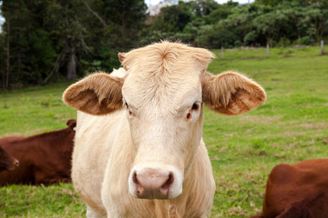 Naklejka na ściany i meble Queensland cattle ranch