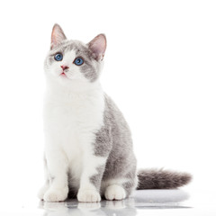 Fototapeta premium British shorthair cat on a white background.