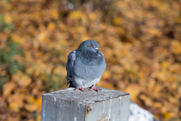 pigeon in autumn
