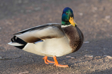 duck close up
