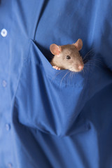 domestic rat in a pocket