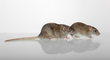 two brown domestic rats