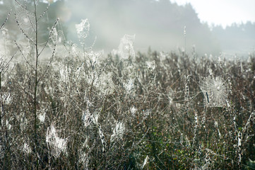 Spider web in misty morning