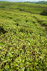 Fototapeta na wymiar Tea Plantations