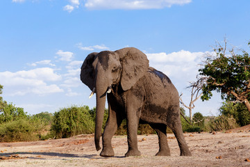 Fototapeta na wymiar African Elephant in Chobe National Park