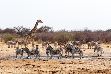 Naklejka premium Giraffa camelopardalis and zebras drinking on waterhole