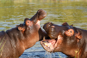 Two fighting young male hippopotamus Hippopotamus