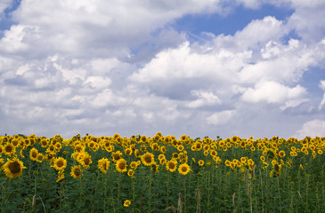 Obraz premium field of sunflowers