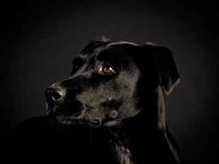 black dog (103)