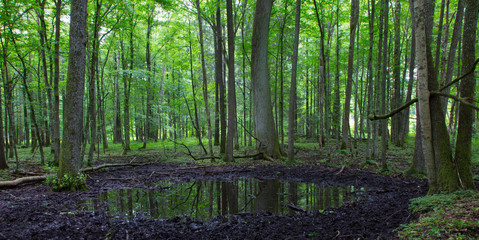 Summertime alder bog forest