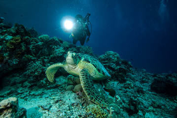 Naklejka na ściany i meble Diver and green sea turtle in Derawan, Kalimantan underwater