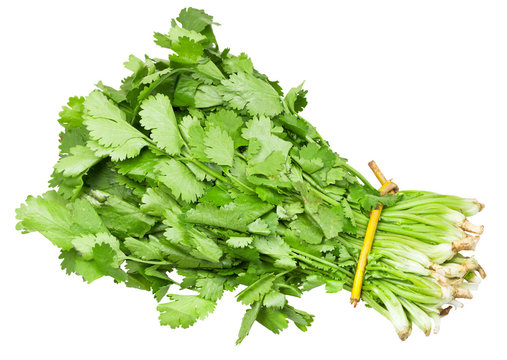 bunch of fresh coriander leaves isolated