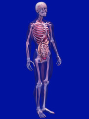 Skeleton X-Ray with Muscles and Internal Organs