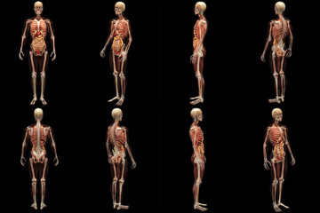 Skeleton X-Ray with Muscles and Internal Organs