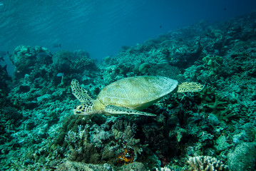 Naklejka na ściany i meble Green sea turtle swimming in Derawan, Kalimantan underwater