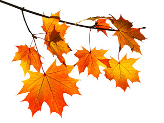 Obraz premium orange autumn maple leaves isolated on white