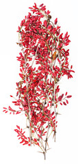 red berberis twig with ripe fruits