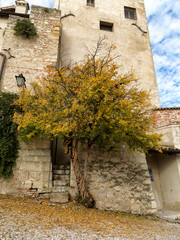 Melograno e torre castello