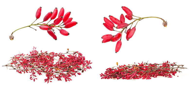 set of red berberis shoot with ripe fruits