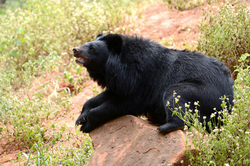 Asiatic black bear full body