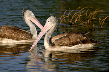 Spot-billed Pelican swimming on water