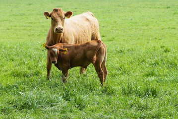 Kuh mit Kalb auf einer grünen Weide