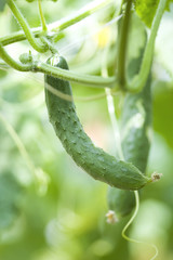 Naklejka premium 実ったキュウリ