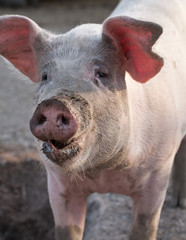 big pig snout closeup portrait