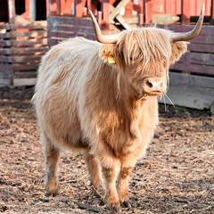 longhaired bull full-length view