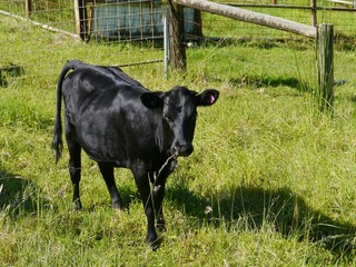 Black cow in a meadow in Victoria in Australia