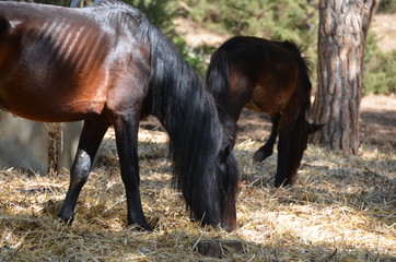 wild sardinian horses at porto conte, alghero, sardinia, italy