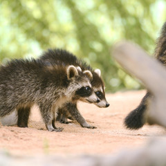 Two Raccoon baby fallow mom