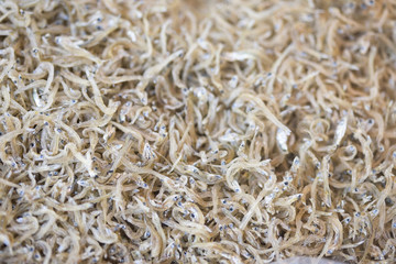 ちりめんじゃこ